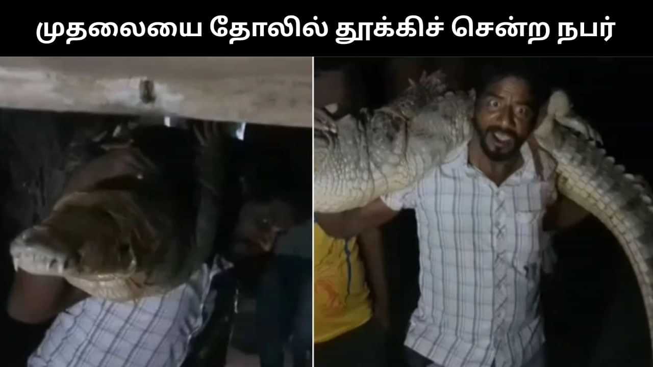 Viral Video : மீட்பு பணிக்கு வராமல் தாமதமாக்கிய அதிகாரிகள்.. 80 கிலோ எடை கொண்ட முதலையை தோலில் சுமந்த நபர்! Viral Video : மீட்பு பணிக்கு வராமல் தாமதமாக்கிய அதிகாரிகள்.. 80 கிலோ எடை கொண்ட முதலையை தோலில் சுமந்த நபர்!