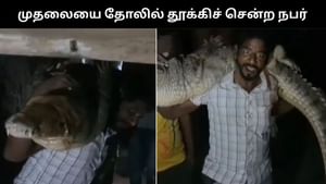 Viral Video : மீட்பு பணிக்கு வராமல் தாமதமாக்கிய அதிகாரிகள்.. 80 கிலோ எடை கொண்ட முதலையை தோலில் சுமந்த நபர்! Viral Video : மீட்பு பணிக்கு வராமல் தாமதமாக்கிய அதிகாரிகள்.. 80 கிலோ எடை கொண்ட முதலையை தோலில் சுமந்த நபர்!