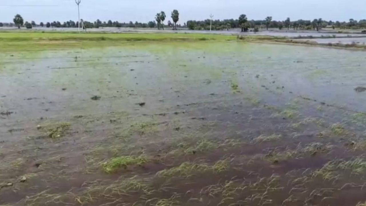 மணக்குடியில் பருவம் தவறிய மழை.. நாசமான நெற்பயிர்கள்..!