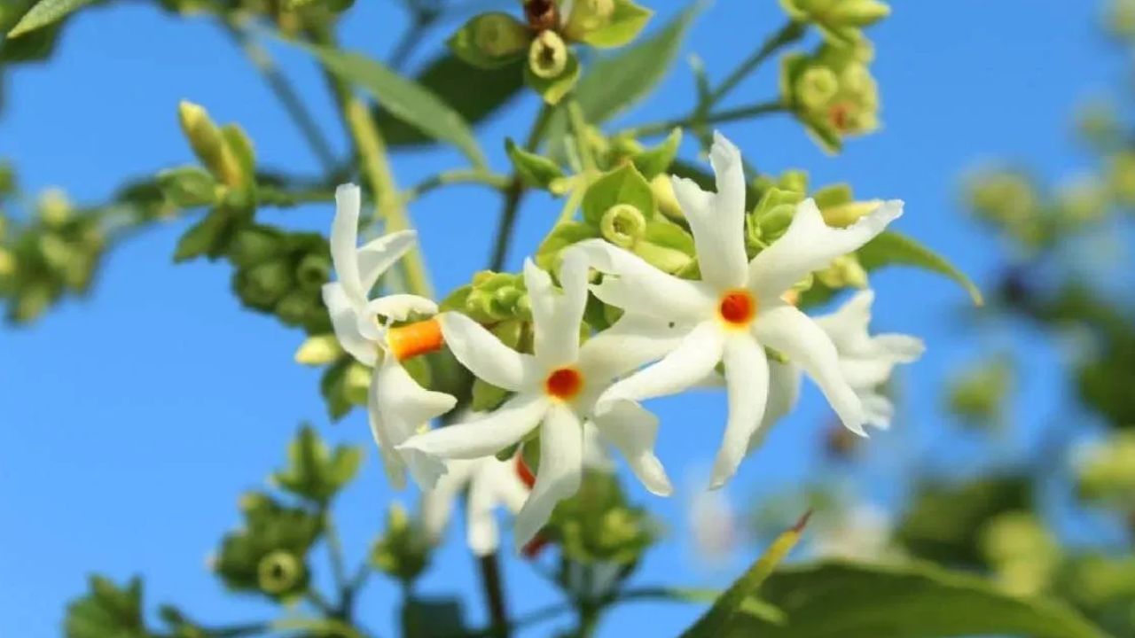 Parijatha Plant: பாரிஜாதம் செடியை வீட்டில் வளர்க்கும் வாஸ்து டிப்ஸ்! Parijatha Plant: பாரிஜாதம் செடியை வீட்டில் வளர்க்கும் வாஸ்து டிப்ஸ்!