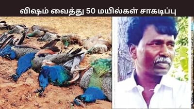 விஷம் வைத்து 50 மயில்கள் சாகடிப்பு.. தென்காசியில் நடந்த அதிர்ச்சி விஷம் வைத்து 50 மயில்கள் சாகடிப்பு.. தென்காசியில் நடந்த அதிர்ச்சி