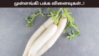 ஊட்டச்சத்துக்கள் நிறைந்த முள்ளங்கி.. யார் தவிர்க்க வேண்டும்? ஊட்டச்சத்துக்கள் நிறைந்த முள்ளங்கி.. யார் தவிர்க்க வேண்டும்?...