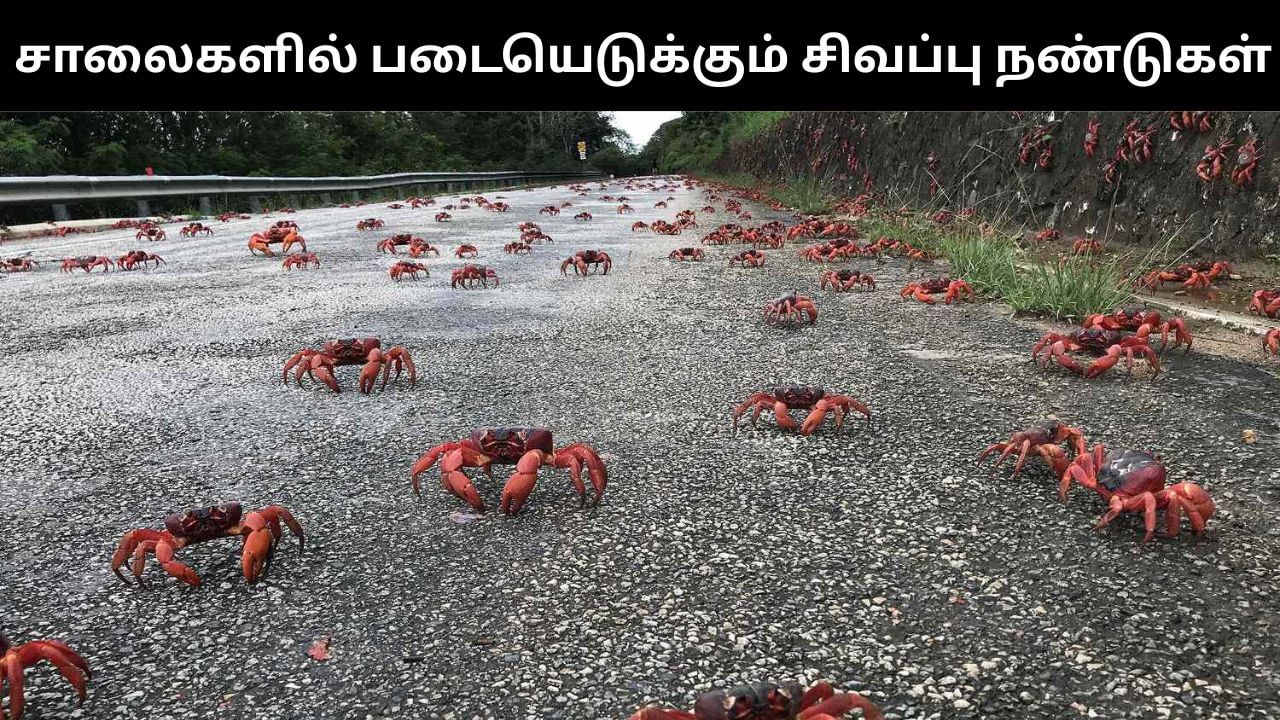 ஆஸ்திரேலியா சாலைகளில் படையெடுக்கும்  சிவப்பு நண்டுகள்.. காரணம் என்ன? ஆஸ்திரேலியா சாலைகளில் படையெடுக்கும்  சிவப்பு நண்டுகள்.. காரணம் என்ன?