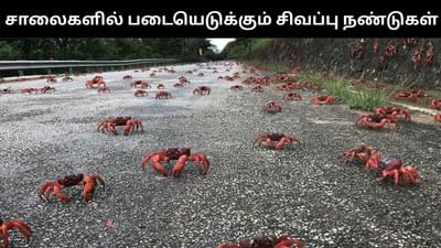 ஆஸ்திரேலியா சாலைகளில் படையெடுக்கும் சிவப்பு நண்டுகள்! ஆஸ்திரேலியா சாலைகளில் படையெடுக்கும் சிவப்பு நண்டுகள்!
