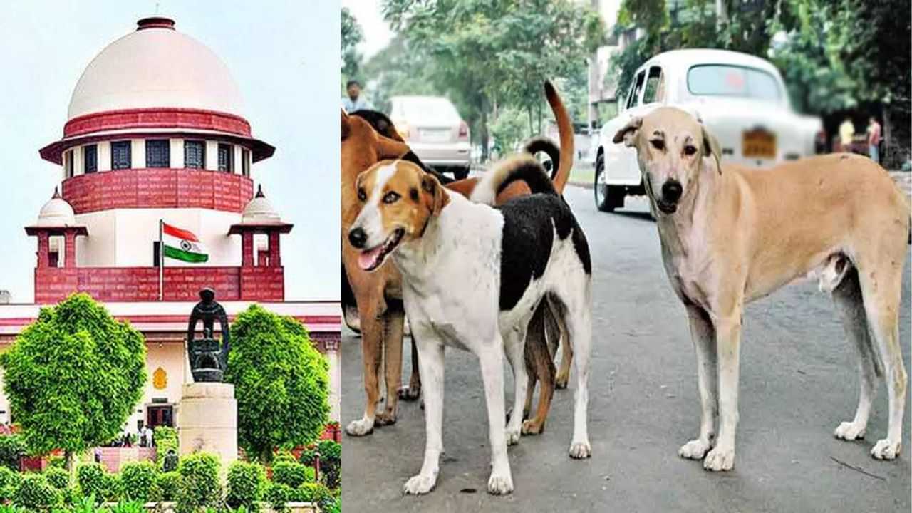 தெருநாய்கள் விவகாரம்: இது எவ்வளவு தீவிரமான விஷயம் என்று தெரியாதா? உச்சநீதிமன்றம் சரமாரி