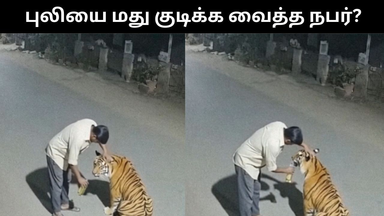 Viral Video : புலிக்கு மது கொடுத்த நபர்.. இணையத்தில் வைரலாகும் வீடியோ.. உண்மையா?