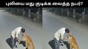 Viral Video : புலிக்கு மது கொடுத்த நபர்.. இணையத்தில் வைரலாகும் வீடியோ.. உண்மையா? Viral Video : புலிக்கு மது கொடுத்த நபர்.. இணையத்தில் வைரலாகும் வீடியோ.. உண்மையா?