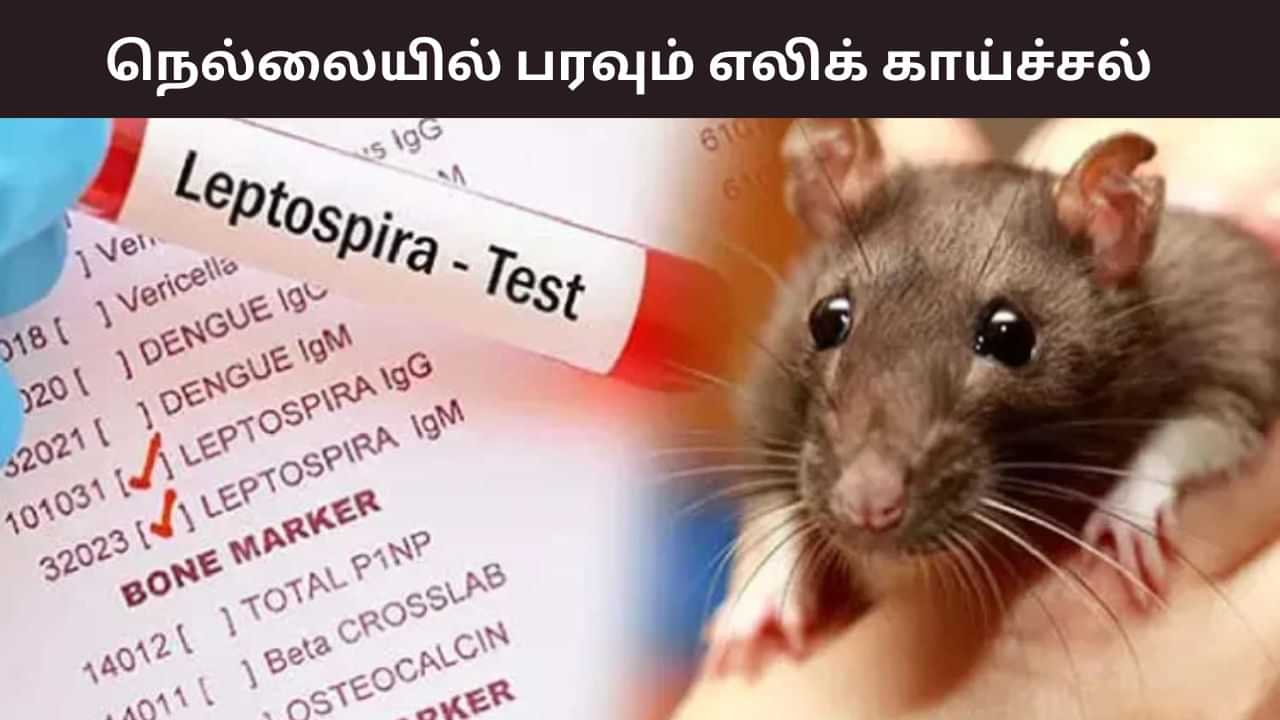 நெல்லையில் அதிர்ச்சி.. 8 மாணவர்களுக்கு எலிக் காய்ச்சல்.. தீவிர சிகிச்சை! நெல்லையில் அதிர்ச்சி.. 8 மாணவர்களுக்கு எலிக் காய்ச்சல்.. தீவிர சிகிச்சை!