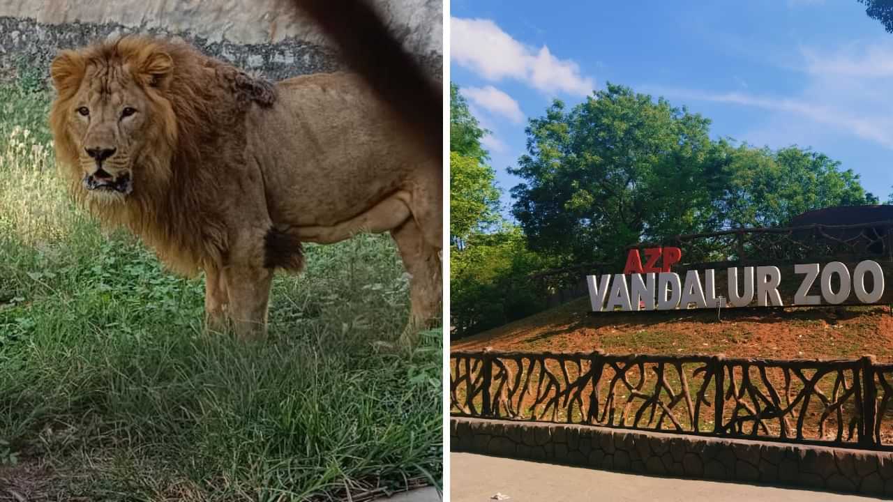 வண்டலூர் பூங்காவில் சிங்கம் மாயம்..  2 நாளாக தேடி அலையும் ஊழியர்கள். எங்கே சென்றது?