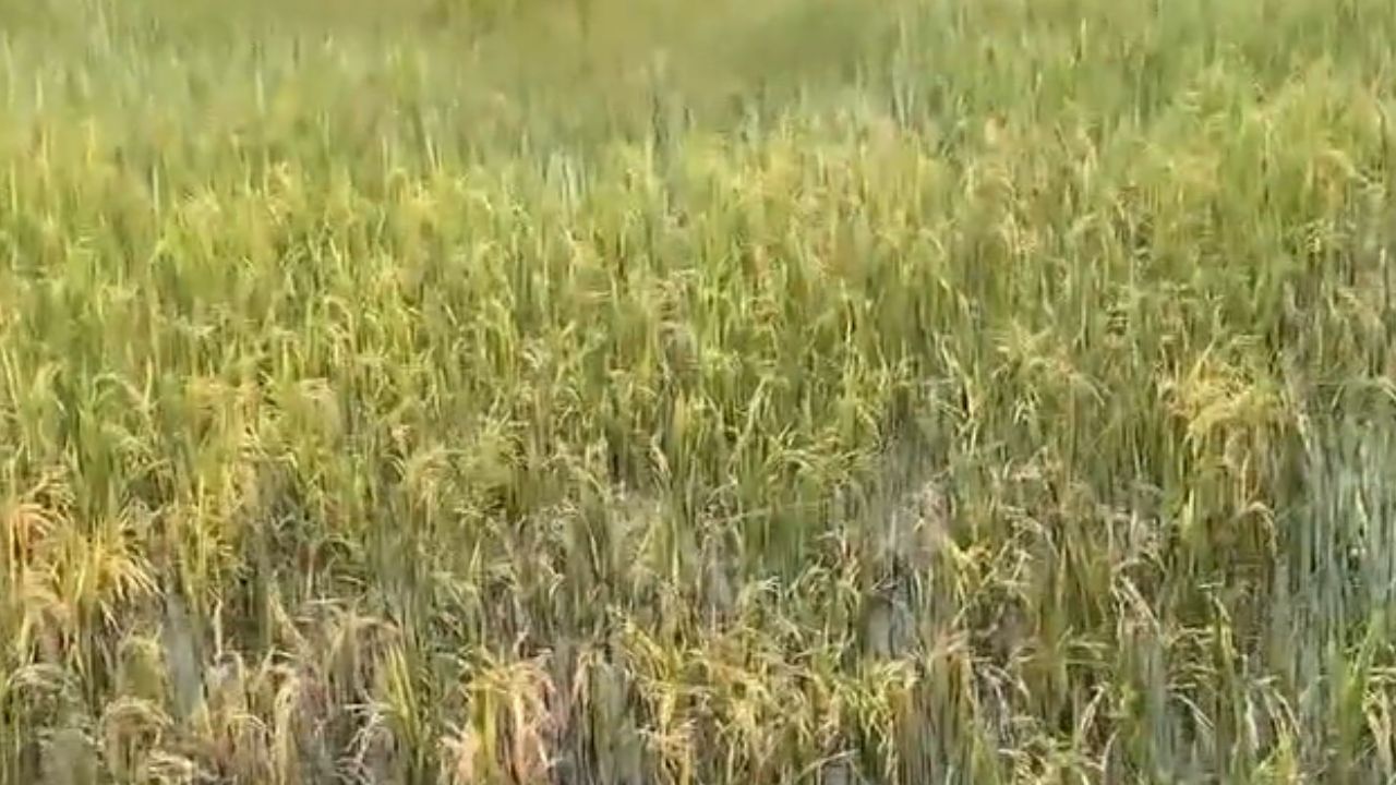 மொத்தமா போச்சே.. அறுவடை நேரத்தில் மூழ்கிய பயிர்கள்!