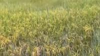 மொத்தமா போச்சே.. அறுவடை நேரத்தில் மூழ்கிய பயிர்கள்! மொத்தமா போச்சே.. அறுவடை நேரத்தில் மூழ்கிய பயிர்கள்!...