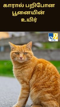 கூகுளின் டிரைவர் இல்லாமல் இயங்கும் காரால் பறிபோன பூனையின் உயிர்...