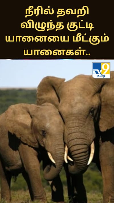 நீரில் தவறி விழுந்த குட்டியானையை மீட்கும் பெரிய யானைகள்.. வைரல் வீடியோ..