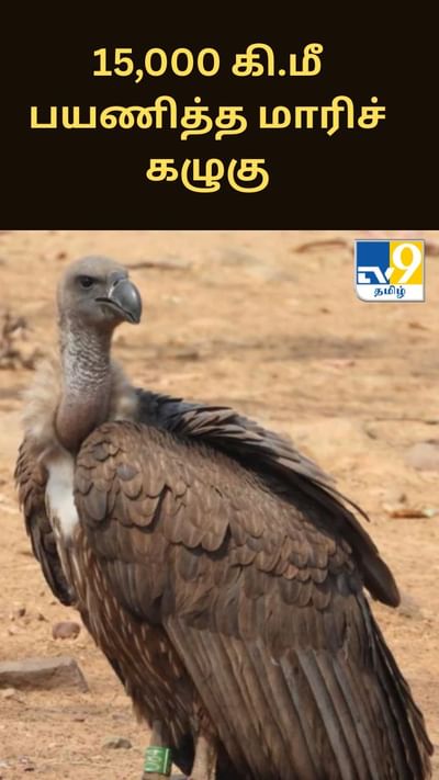 15,000 கி.மீ பயணித்த மாரிச் கழுகு