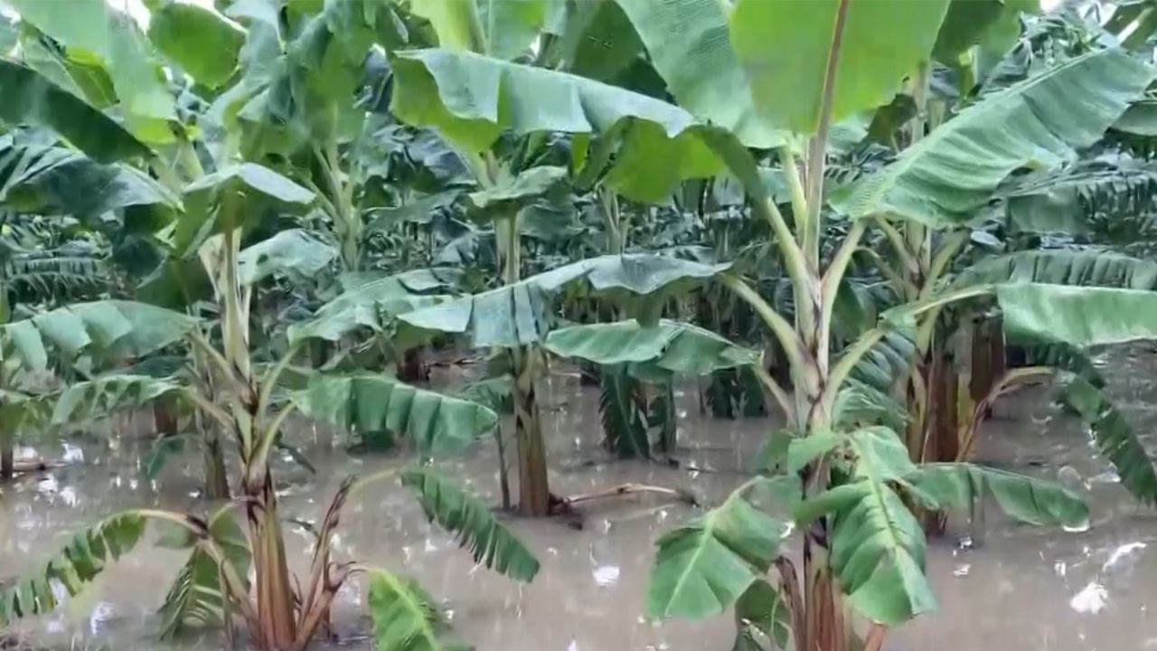 தூத்துக்குடியில் தொடர் கனமழையால் நீரில் மூழ்கிய வாழைகள்.. விவசாயிகள் வேதனை!