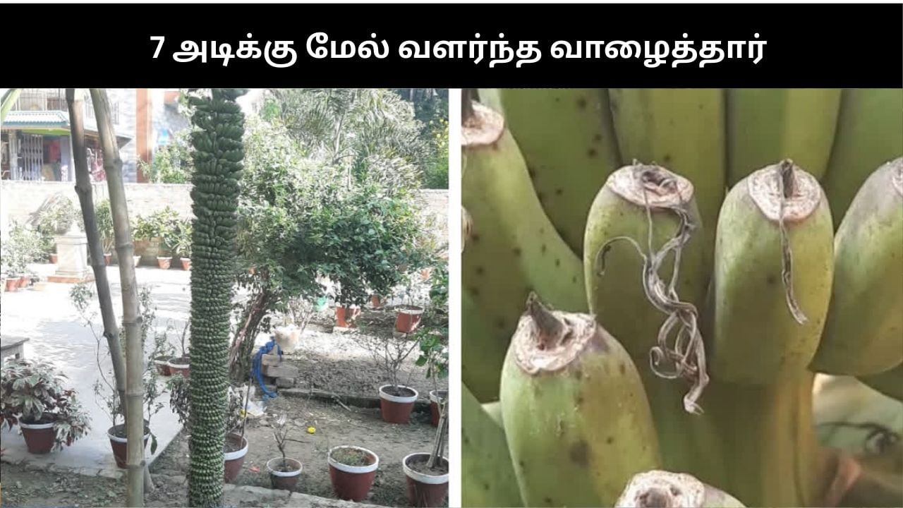 7 அடிக்கு மேல் வளர்ந்து பூமியை முத்தமிட்ட வாழைத்தார்.. வியப்பில் கிராம மக்கள்!!
