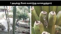 7 அடிக்கு மேல் வளர்ந்து பூமியை முத்தமிட்ட வாழைத்தார்.....