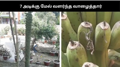 7 அடிக்கு மேல் வளர்ந்து பூமியை முத்தமிட்ட வாழைத்தார்..