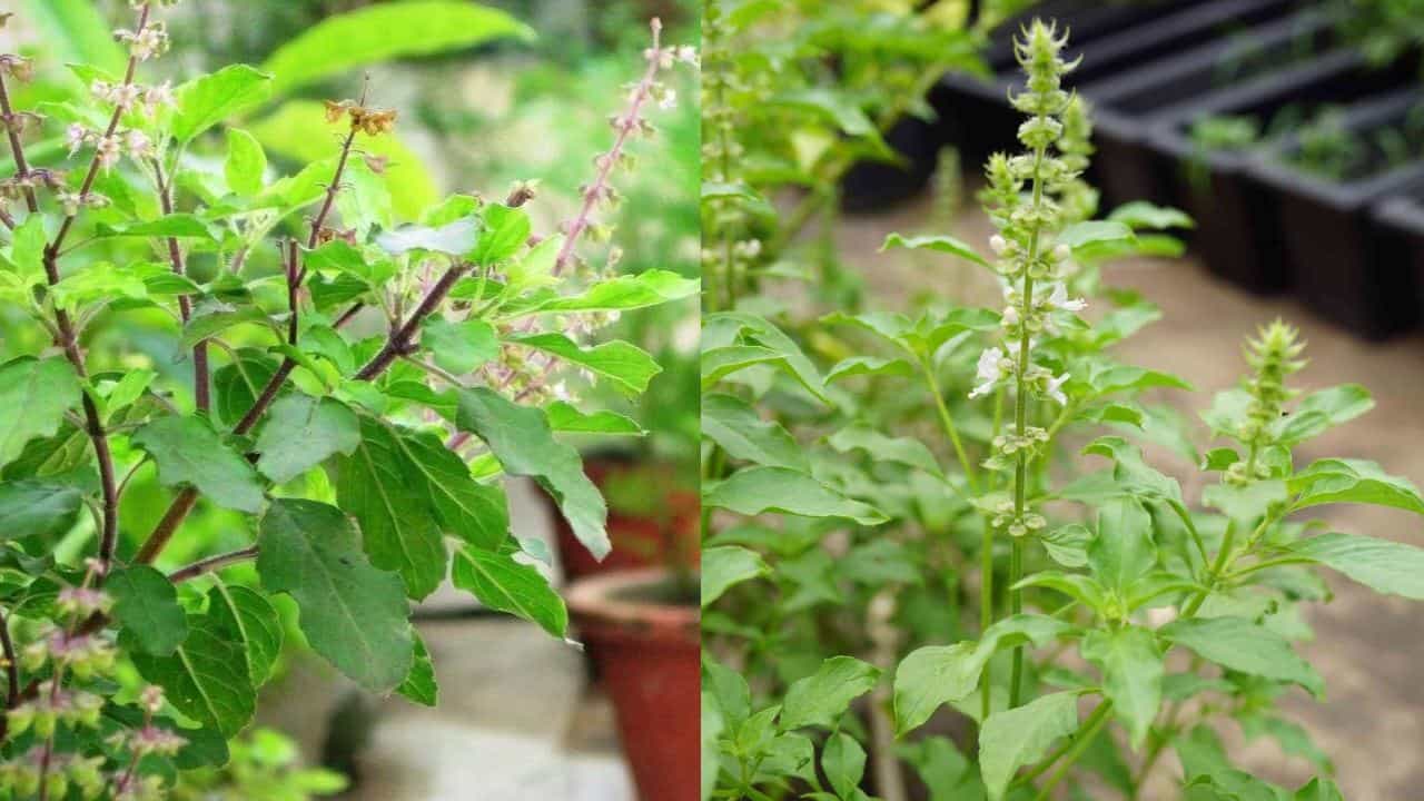 Health Tips: ஆரோக்கியம் நிறைந்த துளசி இலைகள்.. யார் யாருக்கு தொல்லை தரும்..?