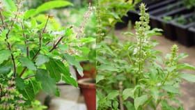 Health Tips: ஆரோக்கியம் நிறைந்த துளசி இலைகள்.. யார் யாருக்கு தொல்லை தரும்..?...