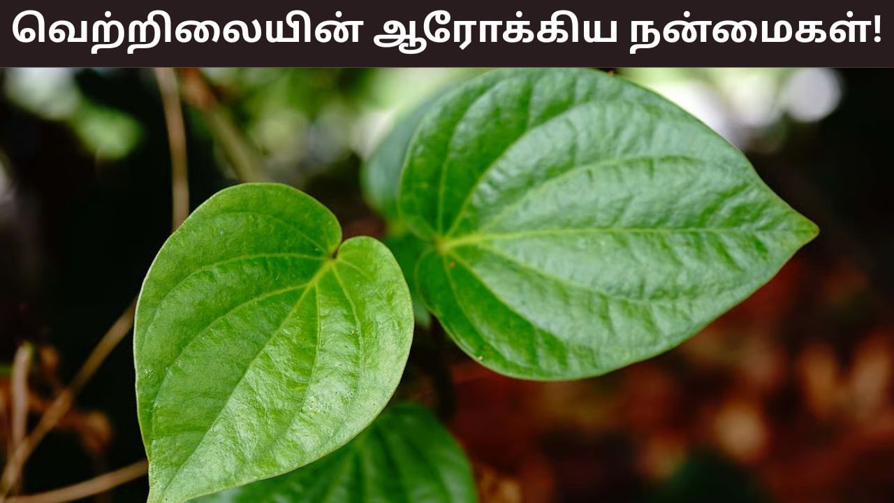 Health Tips: வேண்டாமென்று வெறுக்கிறீர்களா..? மிஸ் பண்ணிடாதீங்க! ஆரோக்கியத்தை அள்ளி தரும் வெற்றிலை..!