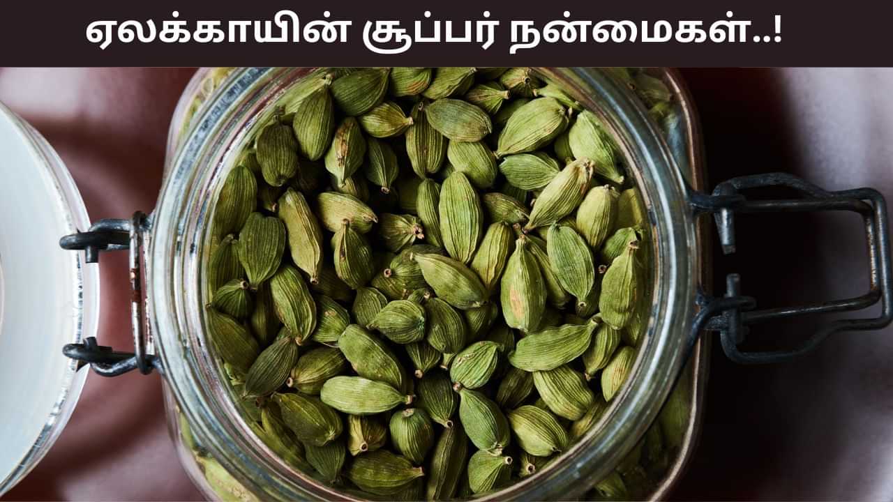 Health Tips: ஒரே ஒரு ஏலக்காயில் இத்தனை நன்மைகளா? இனி ஆரோக்கியம் அள்ளும்! Health Tips: ஒரே ஒரு ஏலக்காயில் இத்தனை நன்மைகளா? இனி ஆரோக்கியம் அள்ளும்!