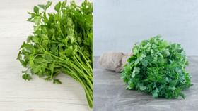 Kitchen Tips: கொத்தமல்லி ஃப்ரிட்ஜில் வைத்தாலும் கெட்டு போகிறதா? இந்த 5 ட்ரிக்ஸ் போதும்! ப்ரஷாக வைக்க உதவும்!...