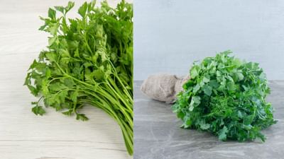 கொத்தமல்லி விரைவாக கெட்டுவிடுகிறதா? இந்த ட்ரிக்ஸ் பிரஷாக வைக்கும்