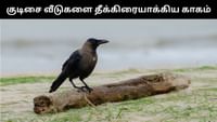 குடிசை வீடுகளை தீக்கிரையாக்கிய காகம் - அதிர்ச்சி சம்பவம்!...