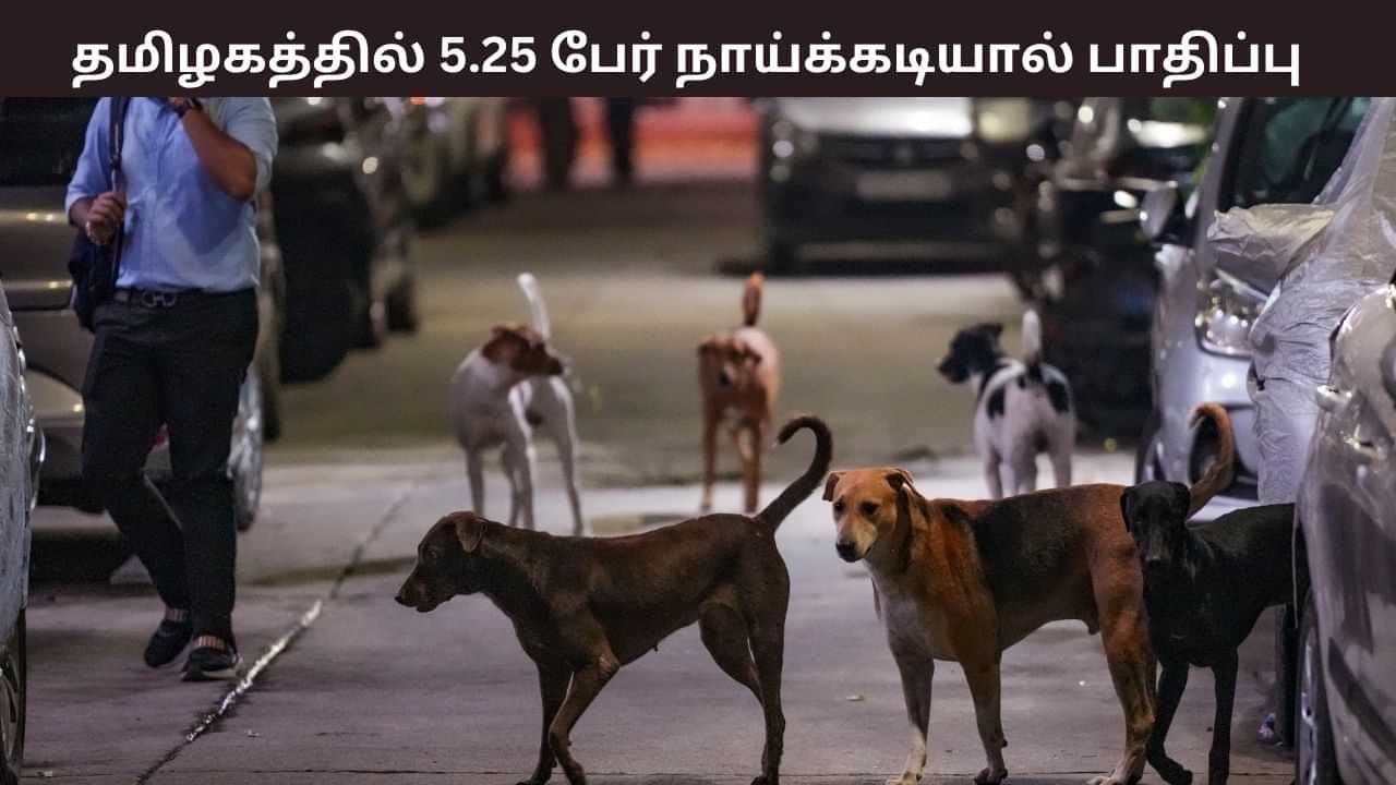 தமிழகத்தில் தற்போது வரை 5.25 லட்சம் பேர் நாய்க்கடியால் பாதிப்பு.. சுகாதார துறை வெளியிட்ட ஷாக் ரிப்போர்ட்.. தமிழகத்தில் தற்போது வரை 5.25 லட்சம் பேர் நாய்க்கடியால் பாதிப்பு.. சுகாதார துறை வெளியிட்ட ஷாக் ரிப்போர்ட்..