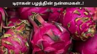 உடலுக்கு எப்போதும் புத்துணர்ச்சி! டிராகன் பழத்தின் பல்வேறு நன்மை!...