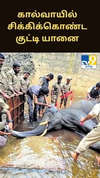 கால்வாயில் சிக்கிக்கொண்ட குட்டி யானை - 3 நாட்கள் போராட்டத்துக்கு பிறகு பத்திரமாக மீட்பு...