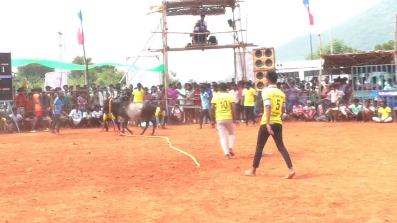 அலங்காநல்லூர் அருகே மஞ்சு விரட்டு... உற்சாகமாக கலந்துகொண்ட போட்டியாளர்கள்! அலங்காநல்லூர் அருகே மஞ்சு விரட்டு... உற்சாகமாக கலந்துகொண்ட போட்டியாளர்கள்!
