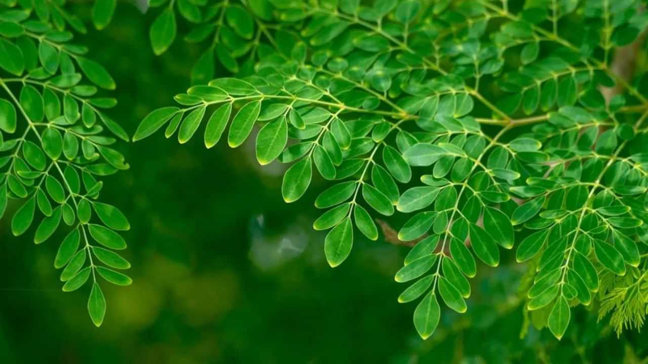 Hair Care: முடி வளர்ச்சிக்கு உதவும் முருங்கை இலை மந்திரம்.. இதை எப்படி பயன்படுத்துவது..? Hair Care: முடி வளர்ச்சிக்கு உதவும் முருங்கை இலை மந்திரம்.. இதை எப்படி பயன்படுத்துவது..?