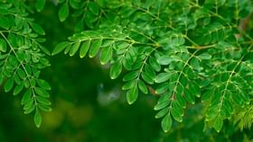 Hair Care: முடி வளர்ச்சிக்கு உதவும் முருங்கை இலை மந்திரம்.. இதை எப்படி பயன்படுத்துவது..?...