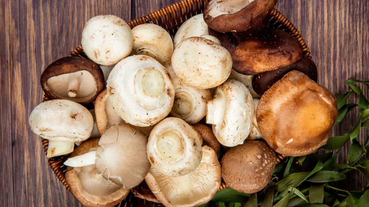 Monsoon Avoids Foods: மழைக்காலத்தில் காளான் ஆரோக்கியமானதா? தவிர்ப்பது ஏன் நல்லது..? Monsoon Avoids Foods: மழைக்காலத்தில் காளான் ஆரோக்கியமானதா? தவிர்ப்பது ஏன் நல்லது..?