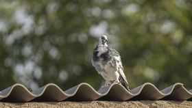 Pigeon Nuisance: வீட்டு பால்கனியில் புறாக்கள் தொல்லையா..? எளிதாக இப்படி விரட்டலாம்!...