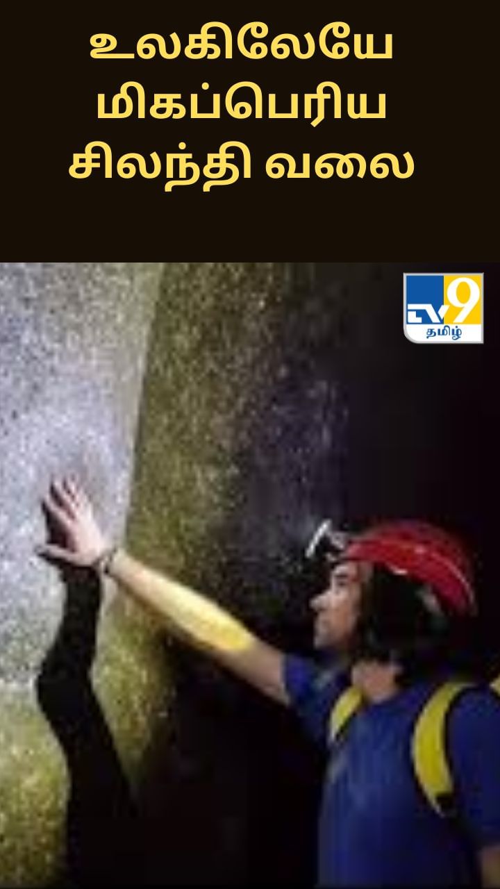 உலகிலேயே மிகப்பெரிய சிலந்தி வலை கண்டுபிடிப்பு