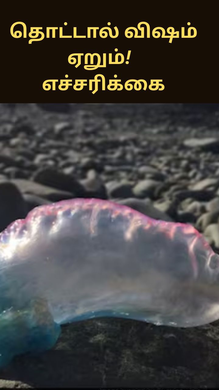 தொட்டால் விஷம் ஏறும்! மக்களை அச்சுறுத்தும் புதிய கடல்வாழ் உயிரினம்