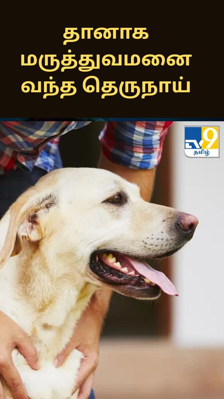 காயமடைந்த காலை தூக்கியபடி தானாக மருத்துவமனைக்கு வந்த தெருநாய்