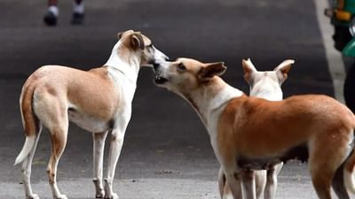 சென்னையில் 9 வயது சிறுவனை துரத்தி துரத்தி கடித்த தெருநாய்