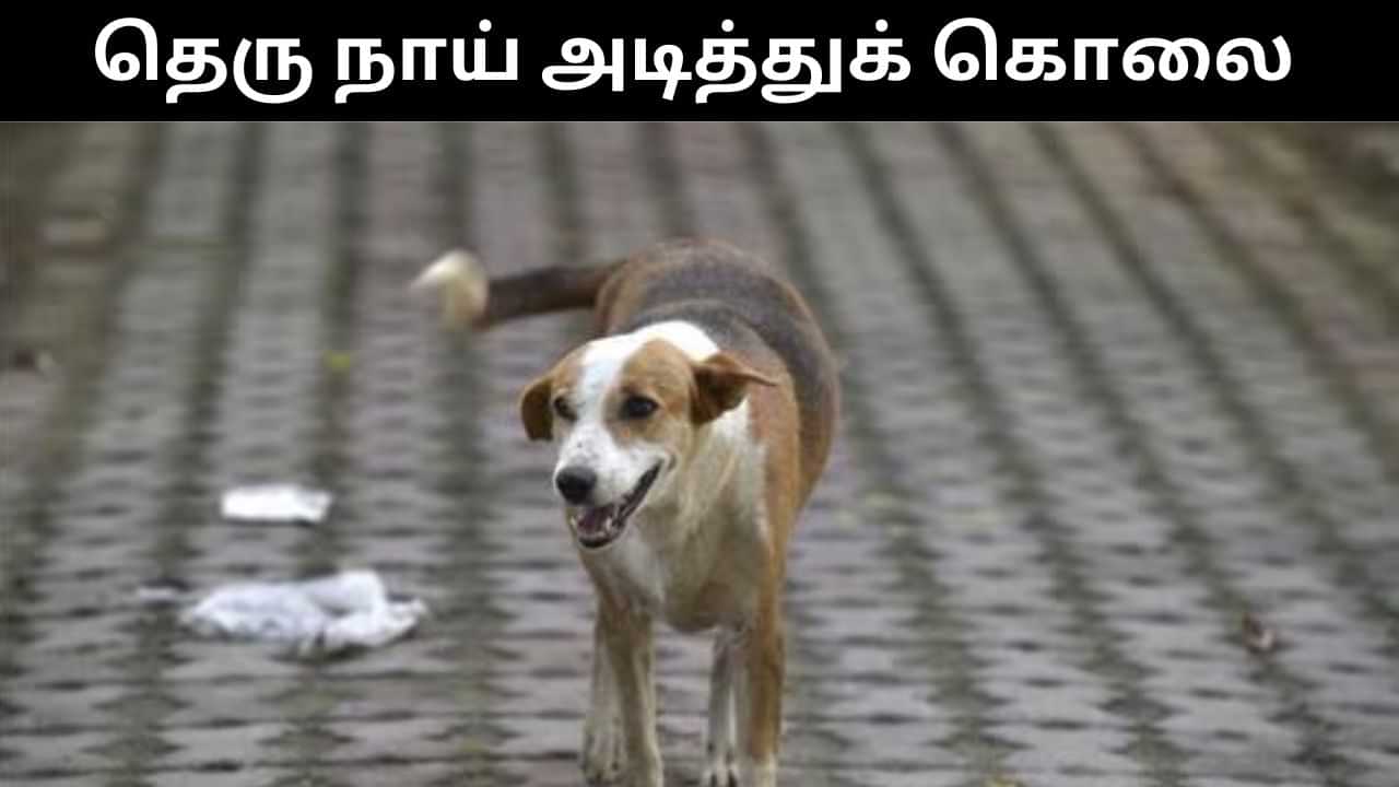 கடிக்க பாய்ந்ததால் ஆத்திரம்.. தெரு நாயை கட்டையால் அடித்து கொலை செய்த நபர்! கடிக்க பாய்ந்ததால் ஆத்திரம்.. தெரு நாயை கட்டையால் அடித்து கொலை செய்த நபர்!