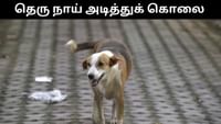 தெரு நாயை கட்டையால் அடித்து கொலை செய்த நபர்!...