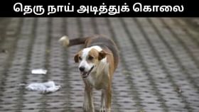 கடிக்க பாய்ந்ததால் ஆத்திரம்.. தெரு நாயை கட்டையால் அடித்து கொலை செய்த நபர்!...