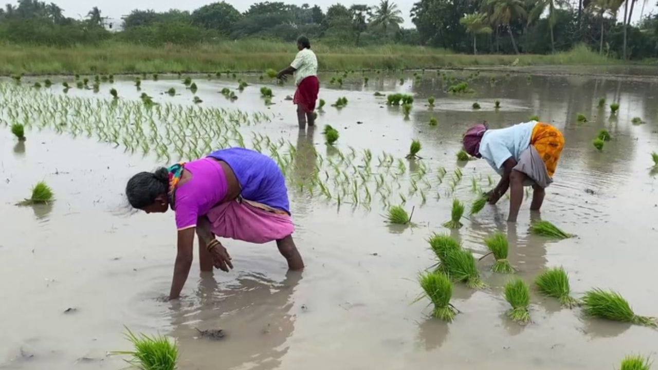 தூத்துக்குடியில் அதிகளவிலான மழைப் பதிவு.. விவசாயிகள் நெல் சாகுபடி!