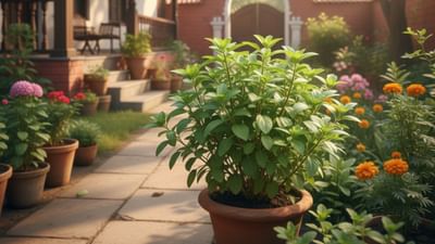 உங்கள் வீட்டில் துளசி செடி உள்ளதா? இதை மட்டும் செய்யாதீர்!