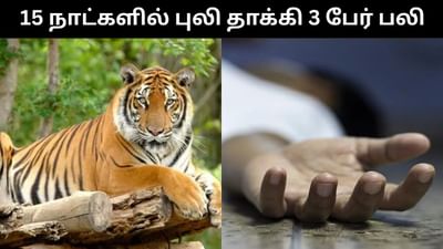 பெங்களூரில் கடந்த 15 நாட்களில் புலிகள் தாக்கி 3 பேர் பலி!