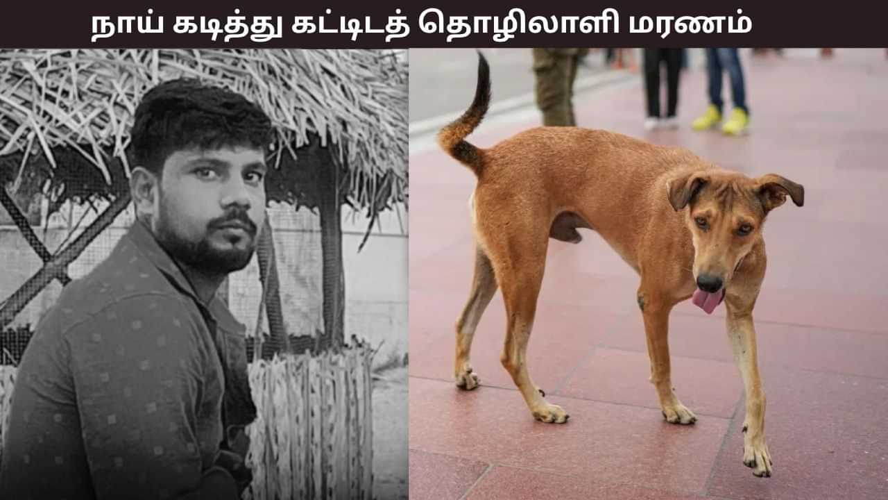 நாய் கடித்ததை கண்டுகொள்ளாத தொழிலாளி - ரேபிஸால் உயிரிழப்பு - நெல்லையில் சோகம் நாய் கடித்ததை கண்டுகொள்ளாத தொழிலாளி - ரேபிஸால் உயிரிழப்பு - நெல்லையில் சோகம்