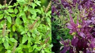 ராம துளசியா? ஷியாமா துளசியா? வீட்டில் எந்த வகை துளசி செடி வைக்க வேண்டும்?