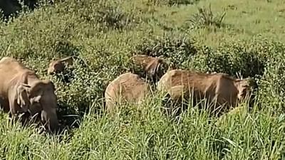 வால்பாறை சுற்றுலா பயணிகளுக்கு வனத்துறை எச்சரிக்கை!